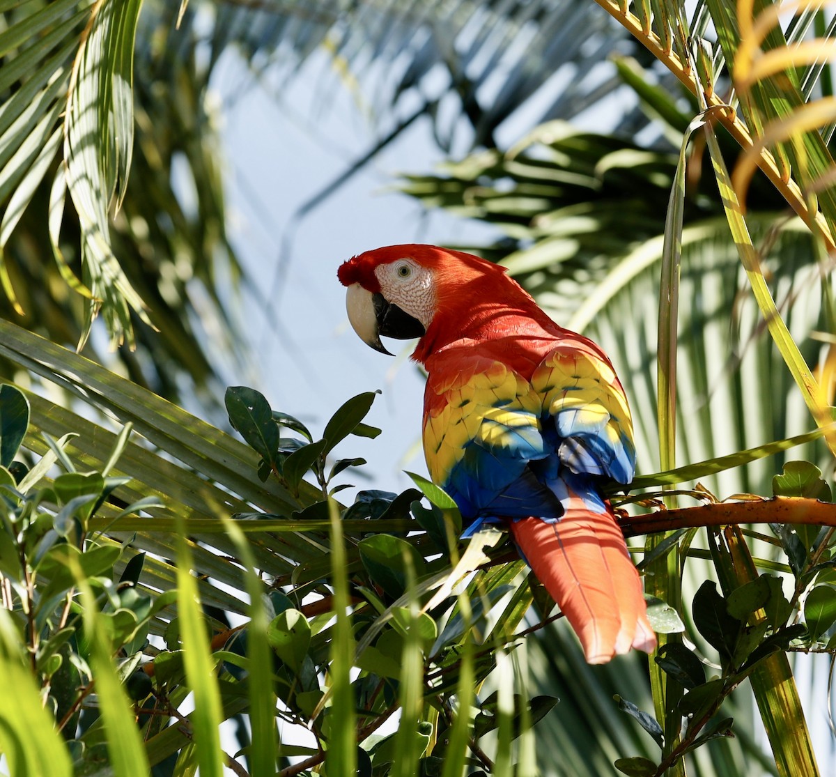 Scarlet Macaw - ML647300553