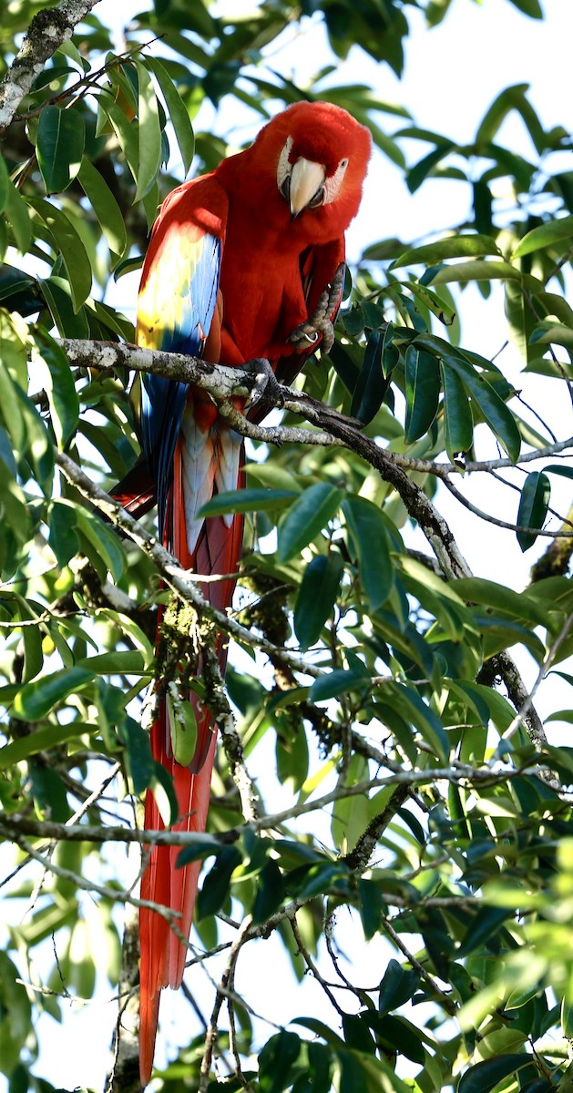 Scarlet Macaw - ML647300554