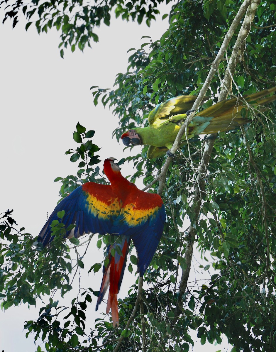 Scarlet Macaw - ML647300562
