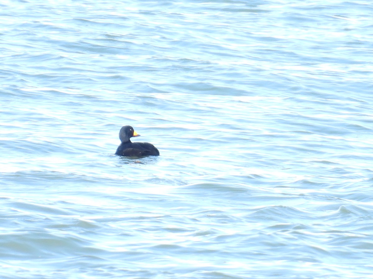 turpan žlutozobý - ML647300563