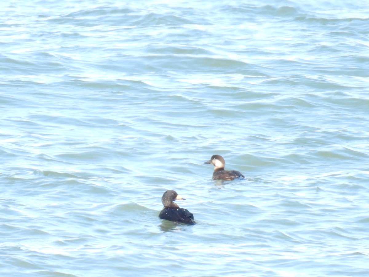 turpan žlutozobý - ML647300564