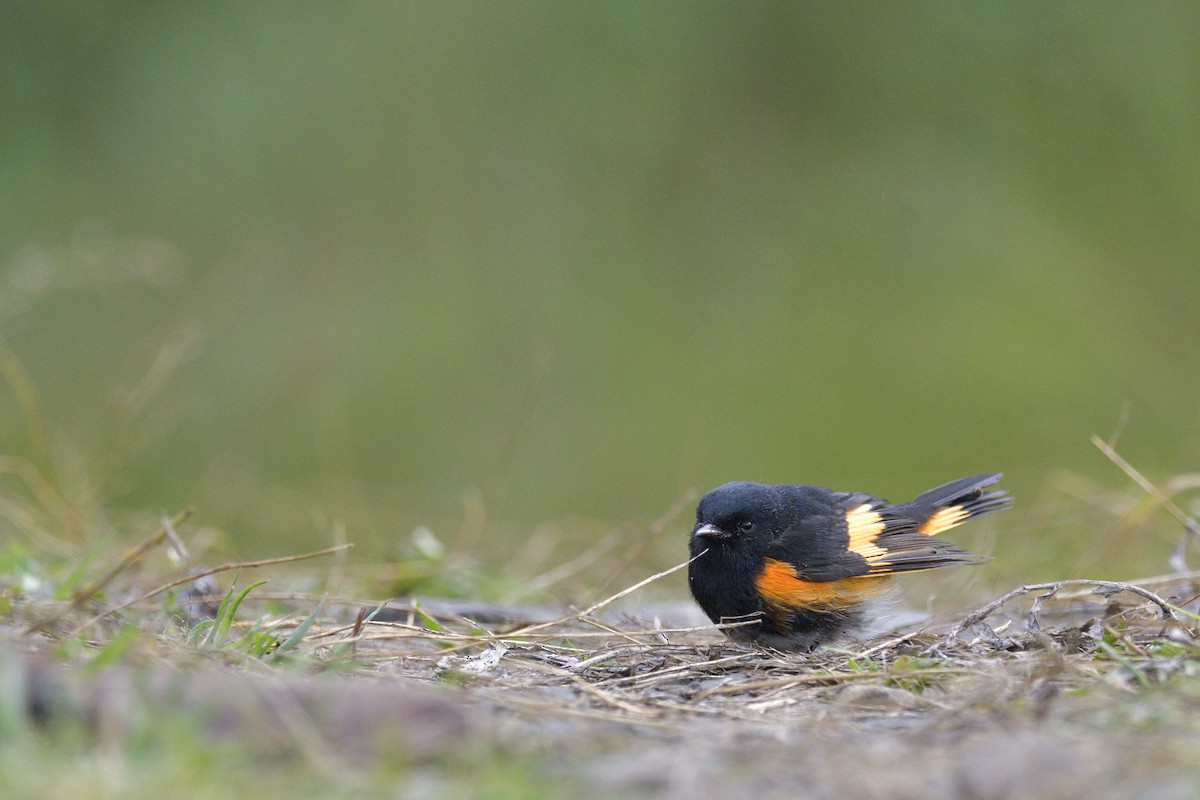 סבכון חכלילי - ML647300589