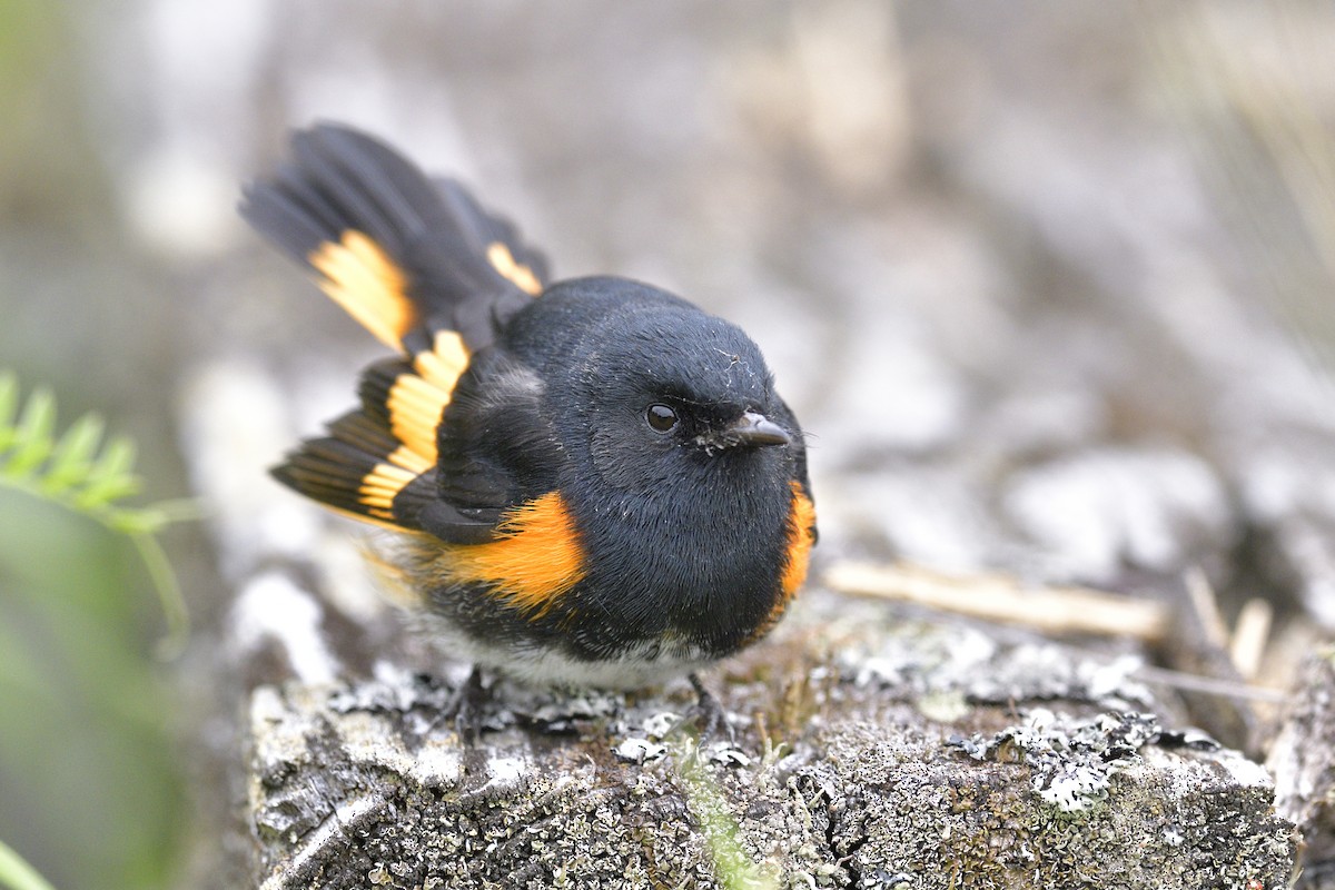 סבכון חכלילי - ML647300590