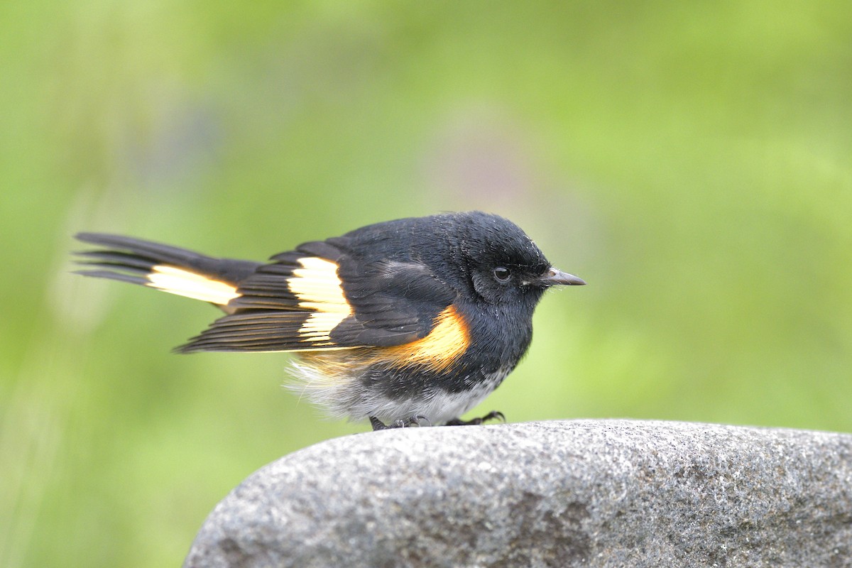 סבכון חכלילי - ML647300591