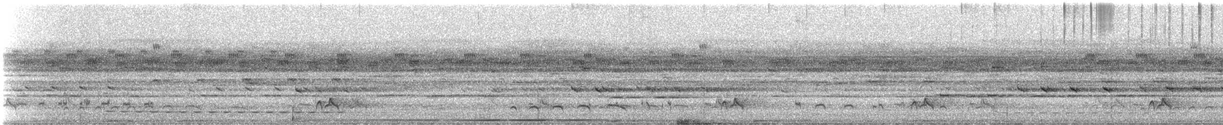 Variegated Antpitta - ML647300598