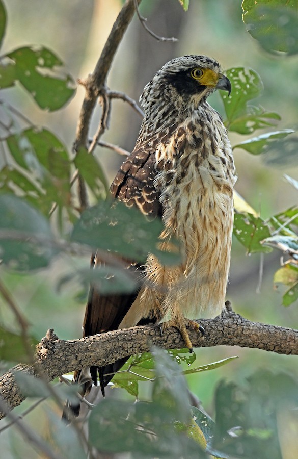 Culebrera Chiíla - ML647300605
