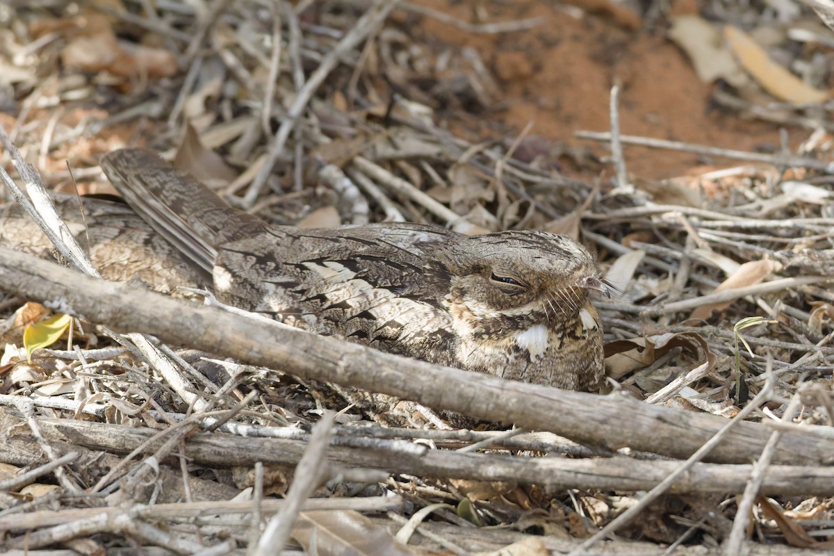 Madagascar Nightjar - ML647300622