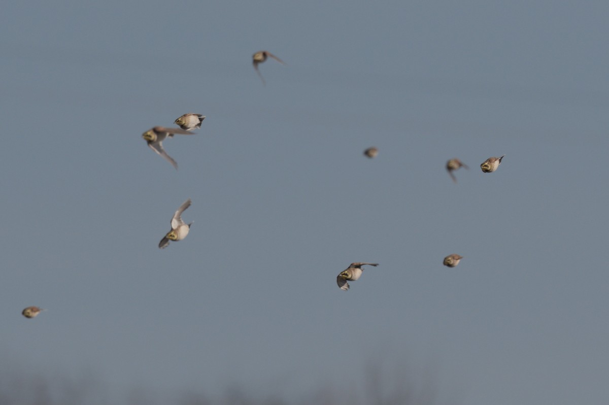 skřivan ouškatý - ML647300637