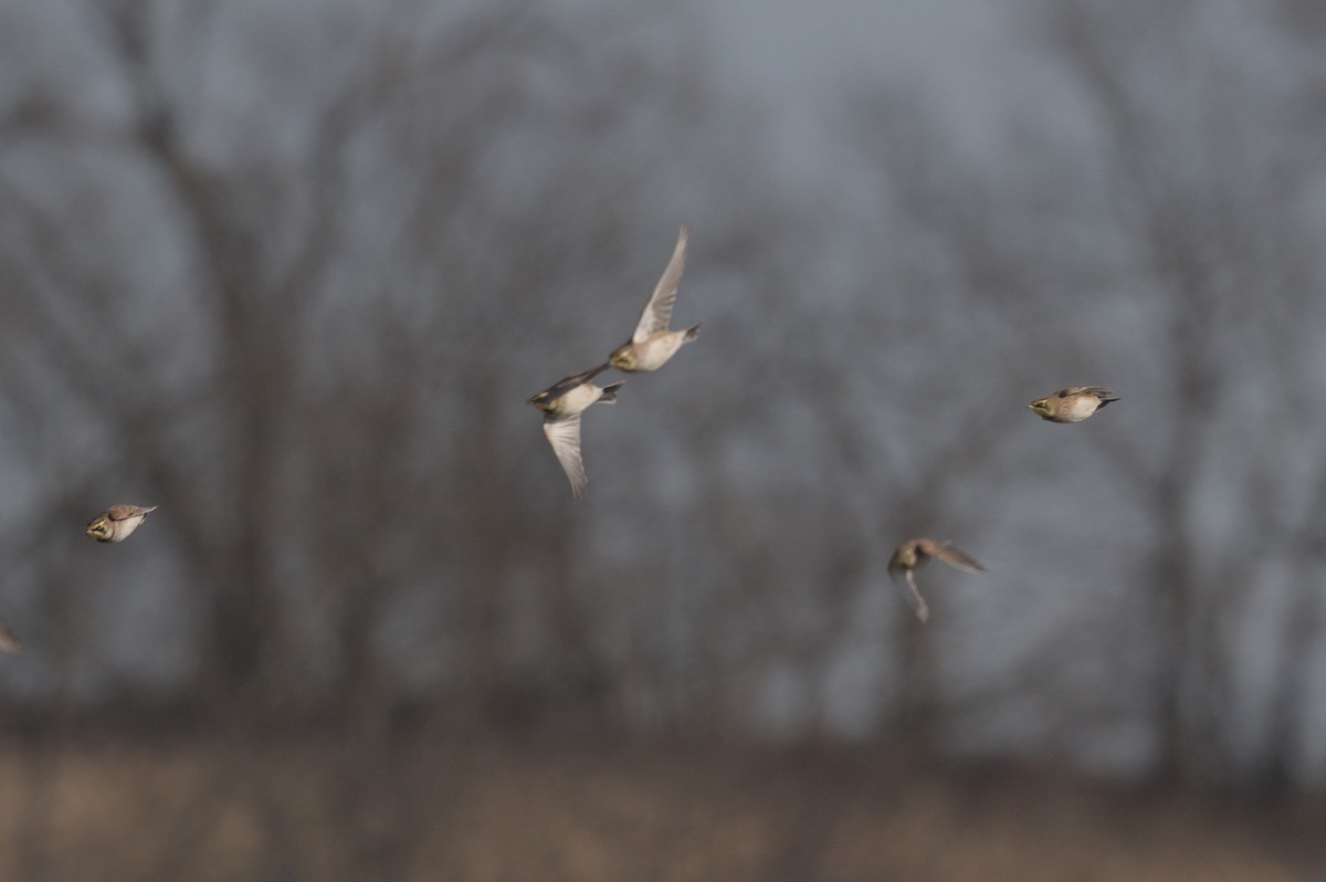 skřivan ouškatý - ML647300638