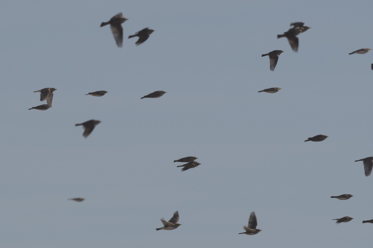 skřivan ouškatý - ML647300639