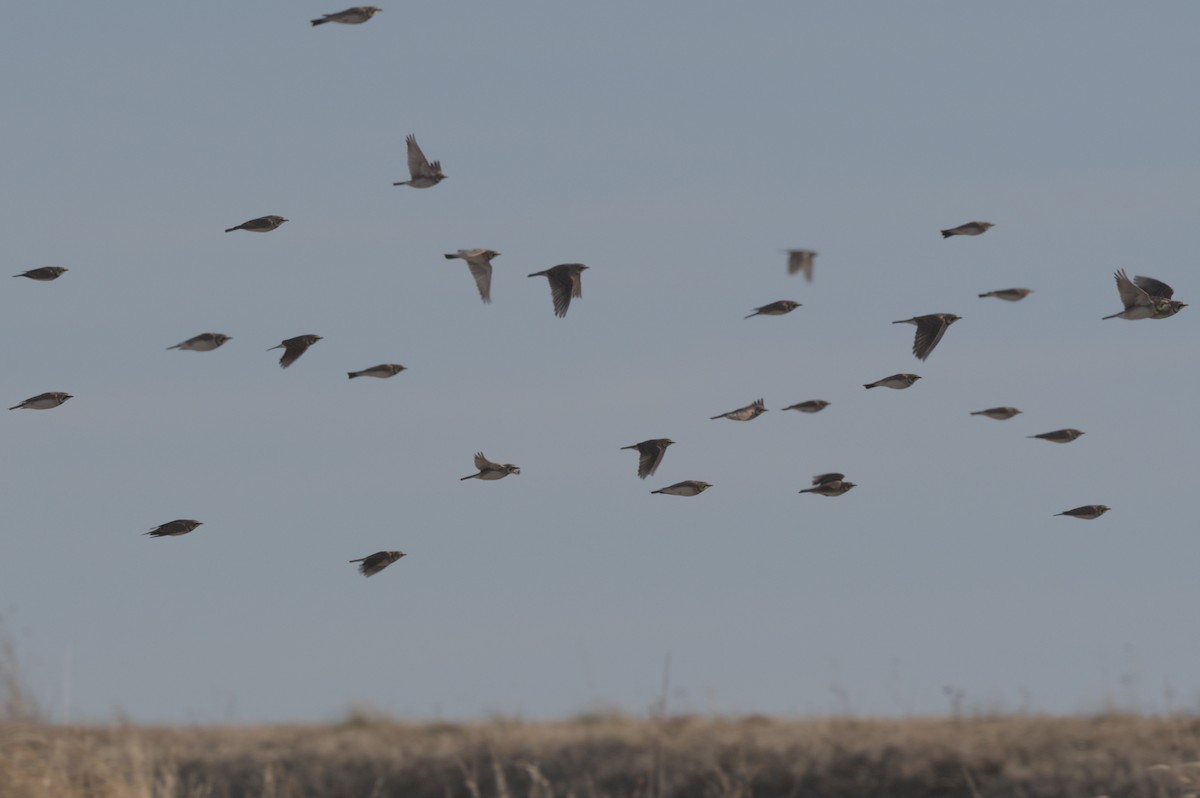 skřivan ouškatý - ML647300640