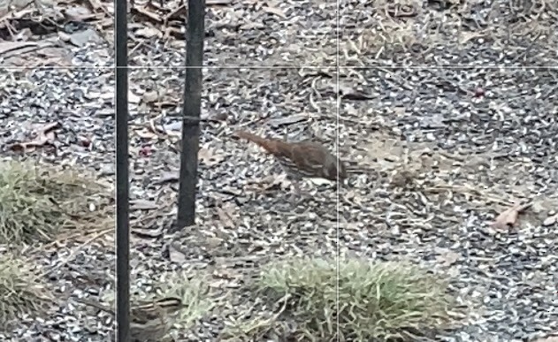 Fox Sparrow - ML647300655