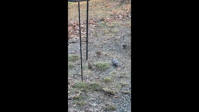 Chingolo Zorruno - ML647300656