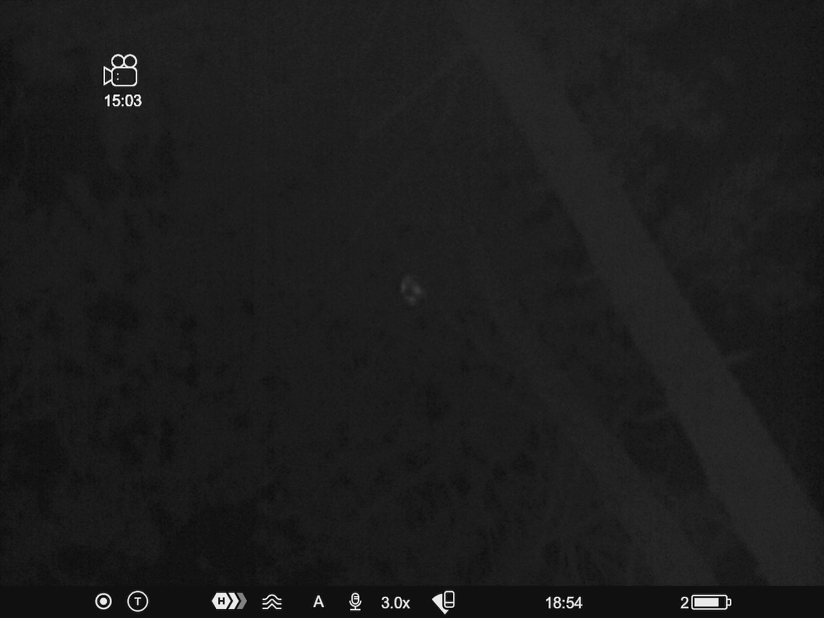 kattugle - ML647300674