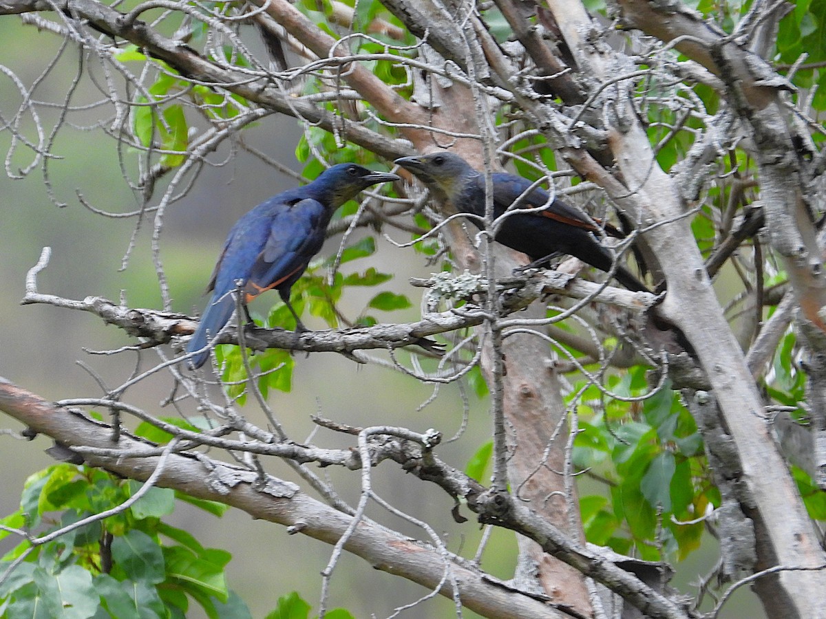 Rotschwingenstar - ML647300677