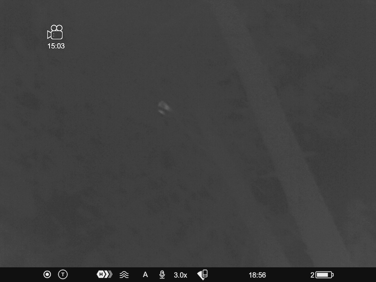 kattugle - ML647300679