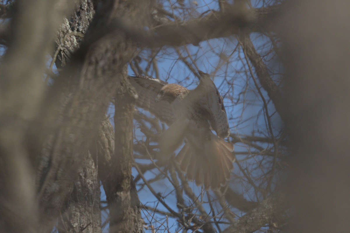 káně rudochvostá - ML647300686