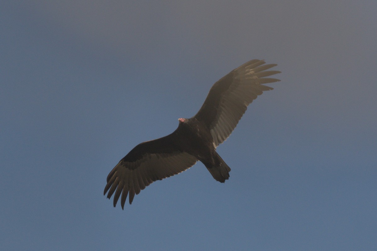 kondor krocanovitý - ML647300687