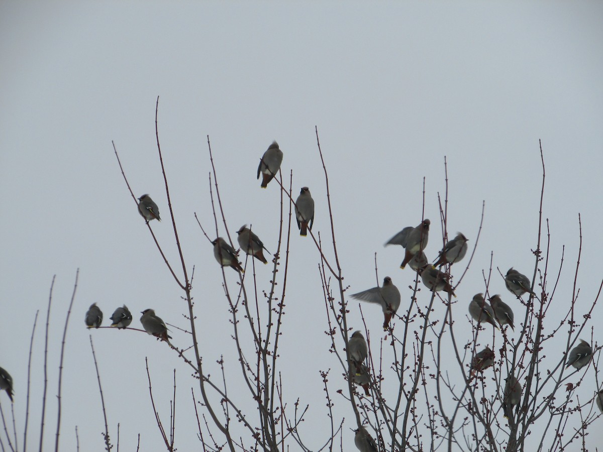 Bohemian Waxwing - ML647300692