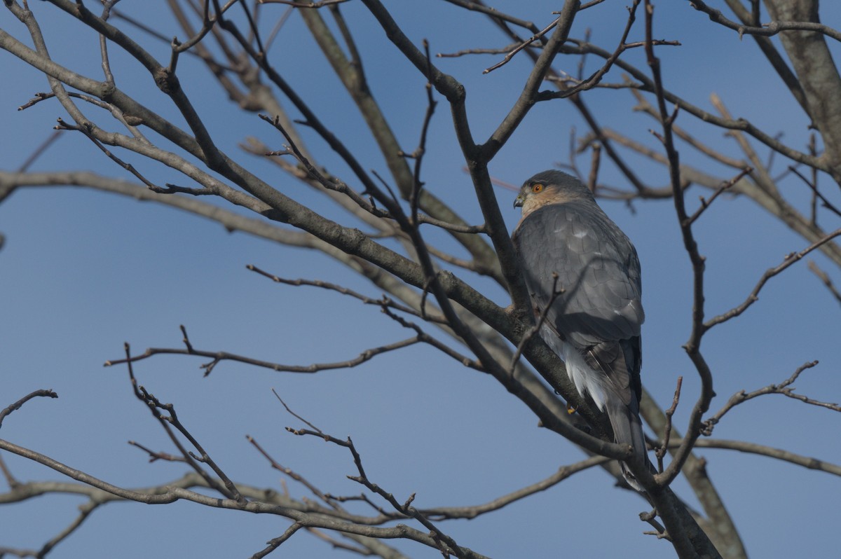 krahujec americký - ML647300694