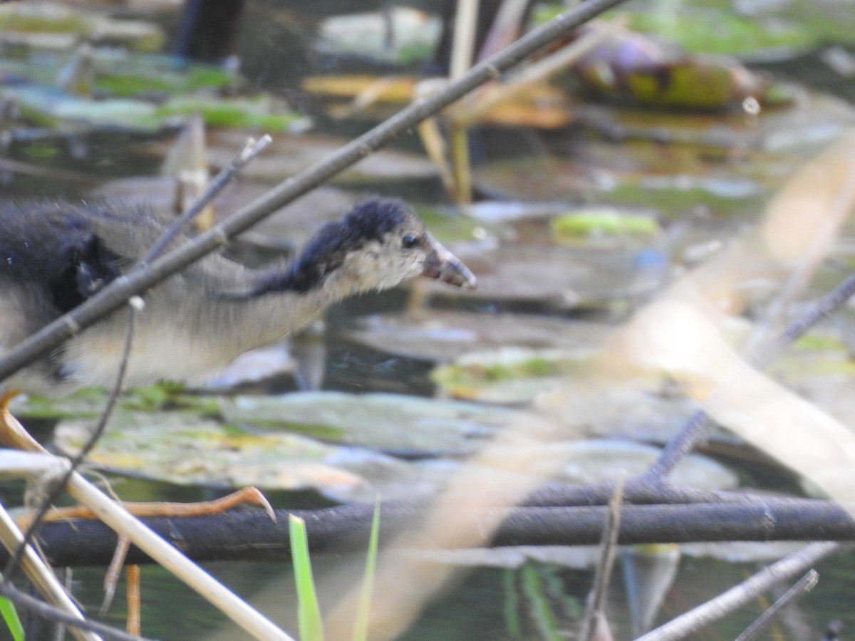 Purple Gallinule - ML647300696