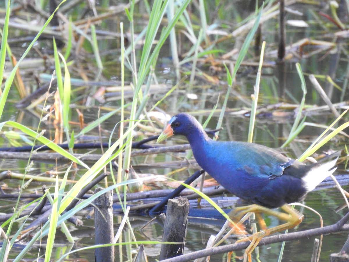 Purple Gallinule - ML647300697