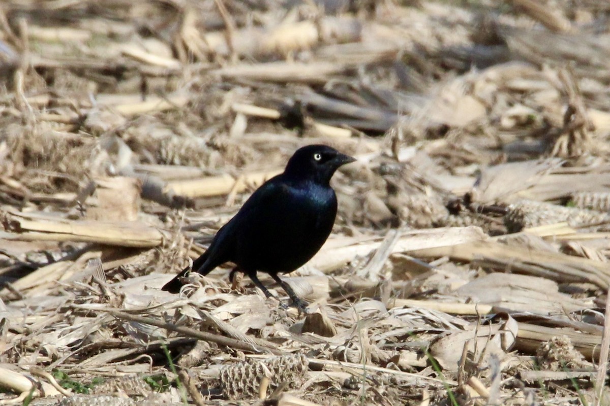 Brewer Karatavuğu - ML647300698