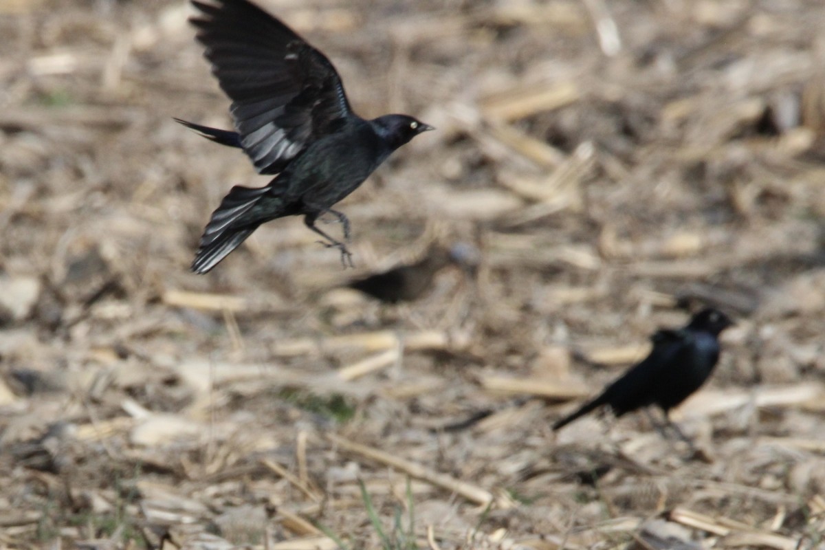 Brewer Karatavuğu - ML647300699