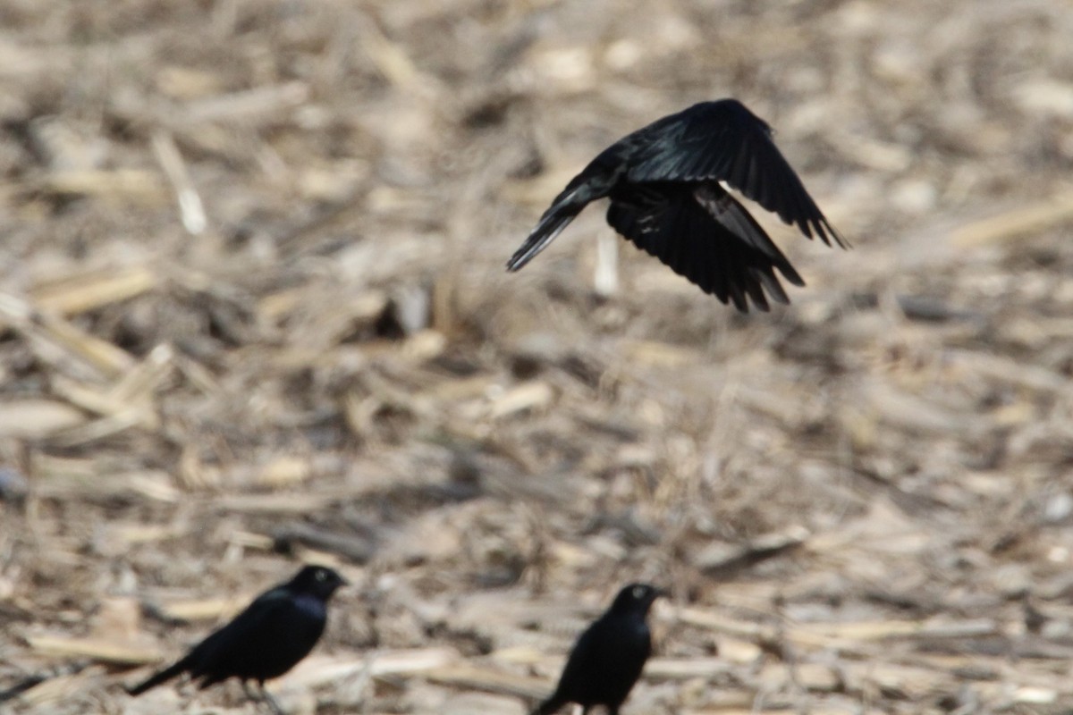 Brewer Karatavuğu - ML647300700