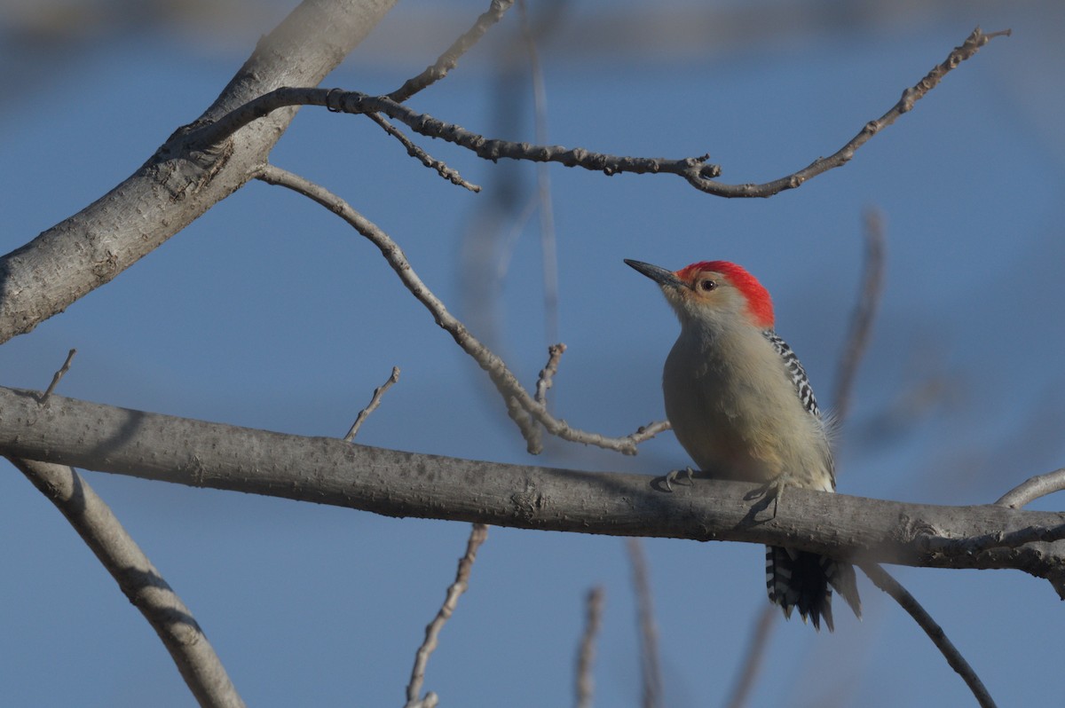 datel karolínský - ML647300702