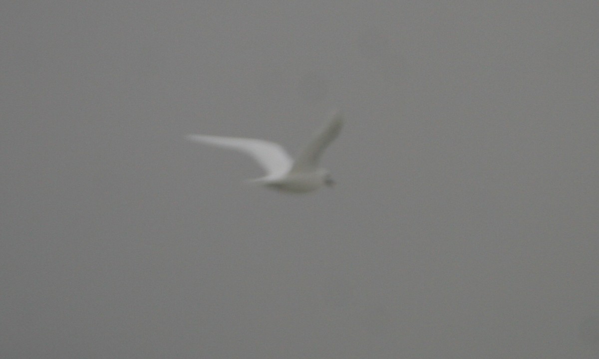 ismåke - ML647300709