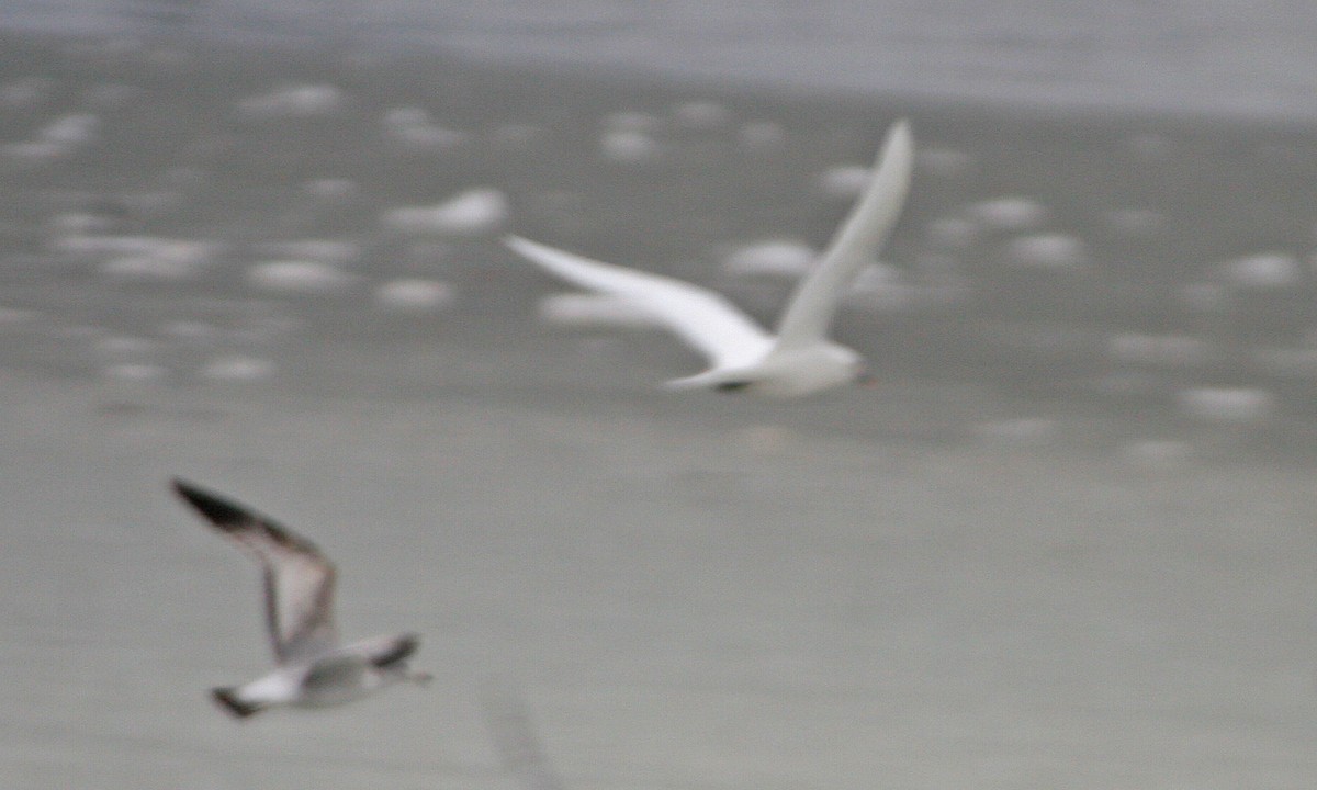 ismåke - ML647300710