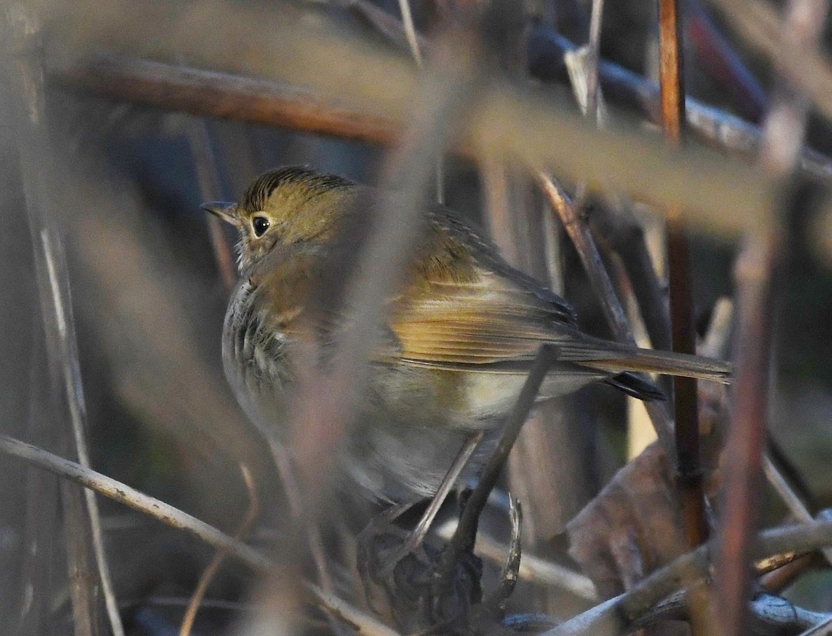 Hermit Thrush - ML647300716