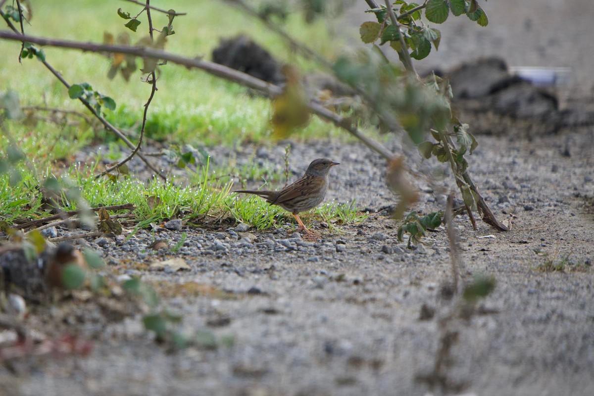 Dunnock - ML647300754