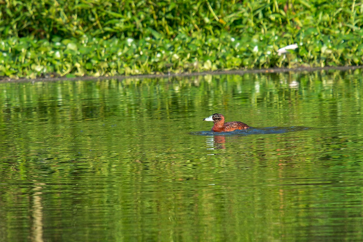 Masked Duck - ML647300757