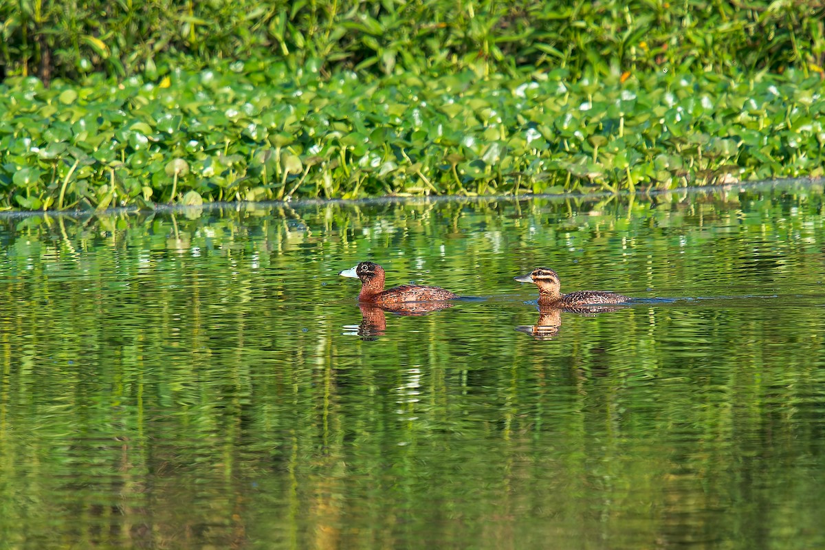 Masked Duck - ML647300758