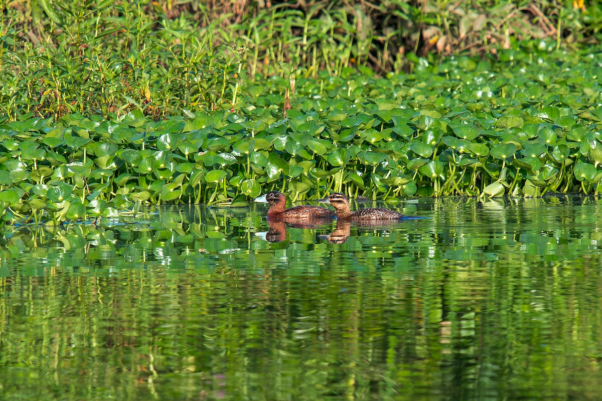 Masked Duck - ML647300761