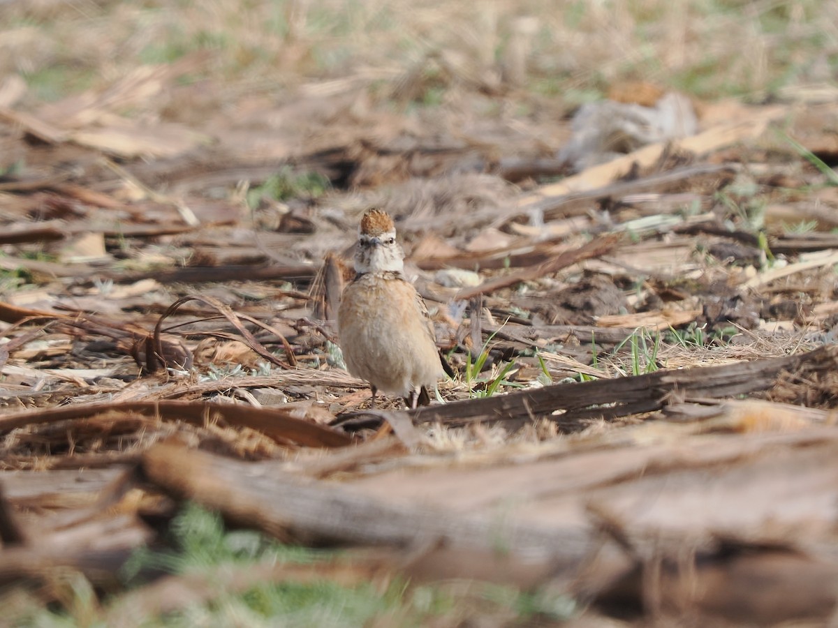 Blanford's Lark (Erlanger's) - ML647300764