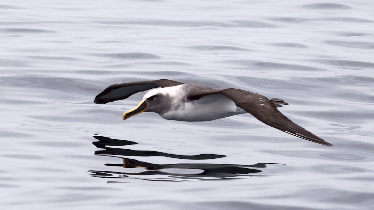 Буллеров альбатрос - ML647300765