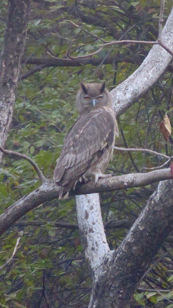 Dusky Eagle-Owl - ML647300767