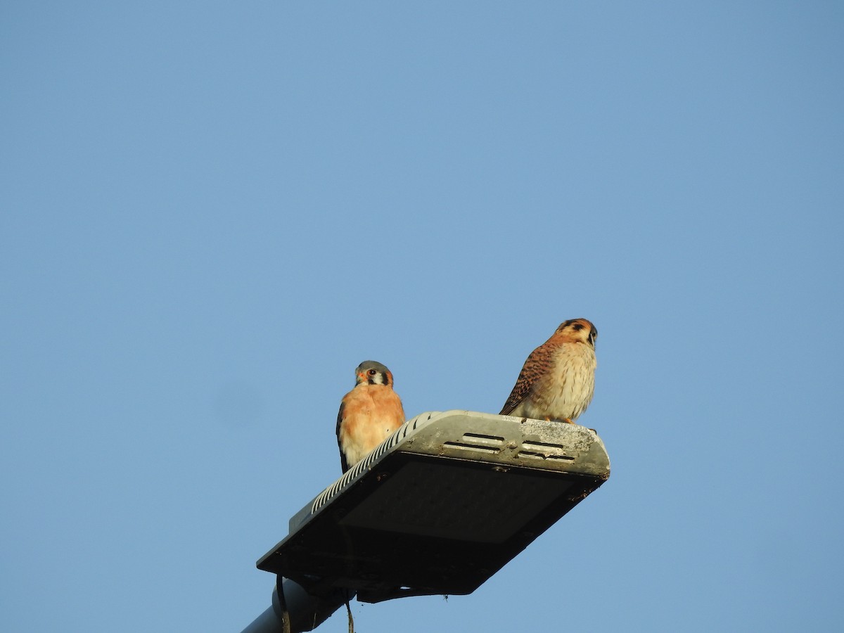 American Kestrel - ML647300770