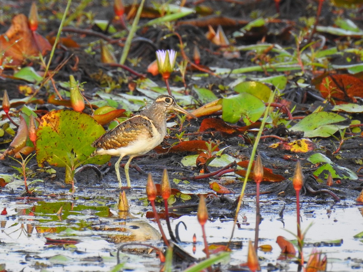 Greater Painted-Snipe - ML647300772