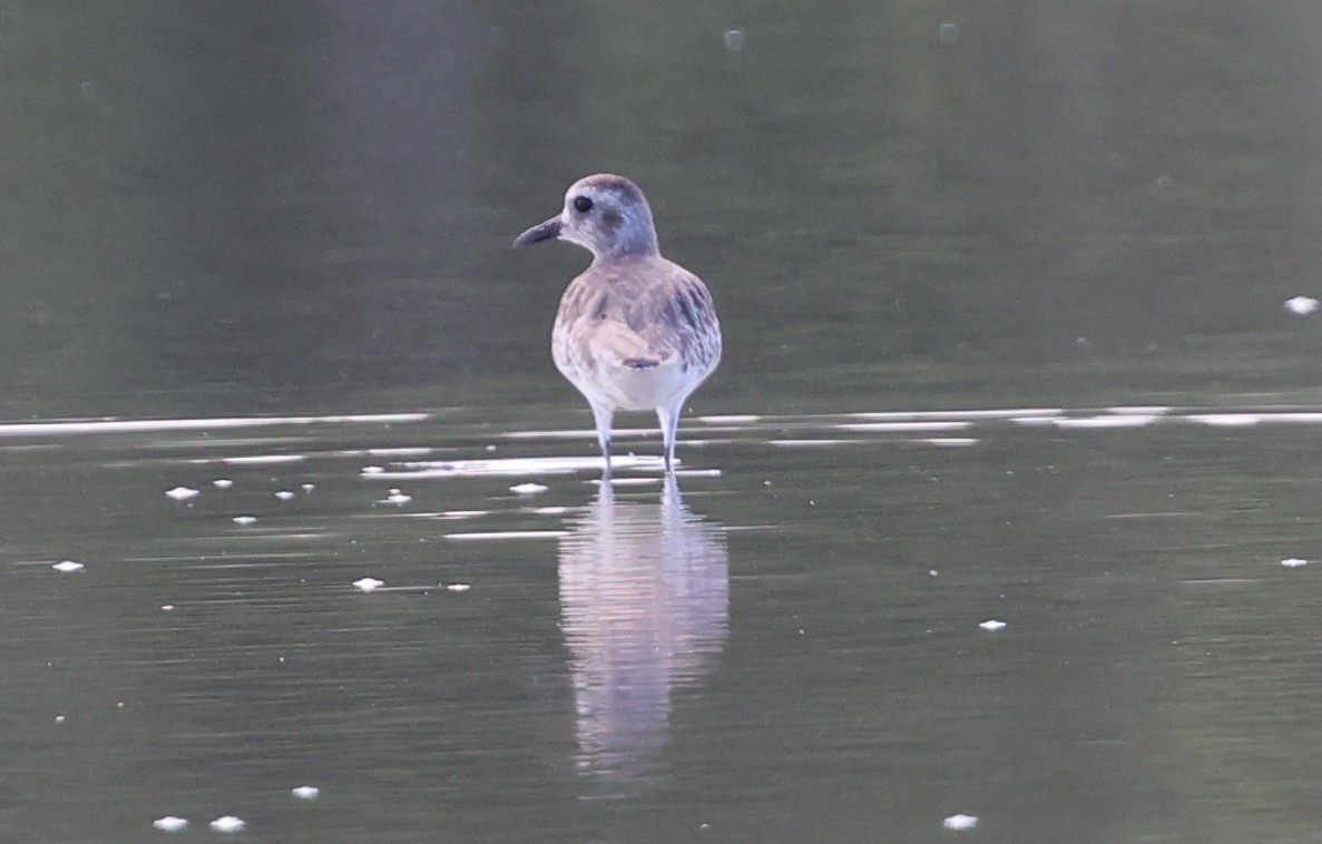 ダイゼン - ML647300777