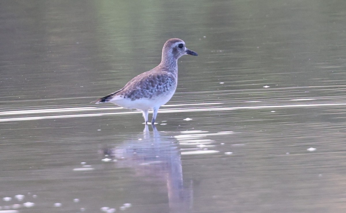 ダイゼン - ML647300778