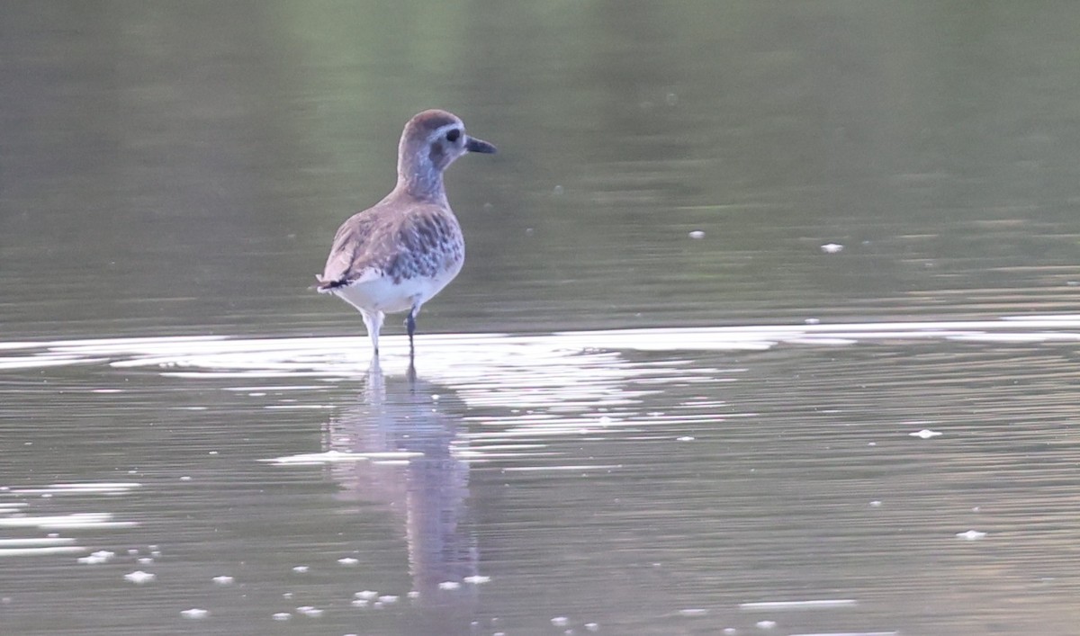 ダイゼン - ML647300779