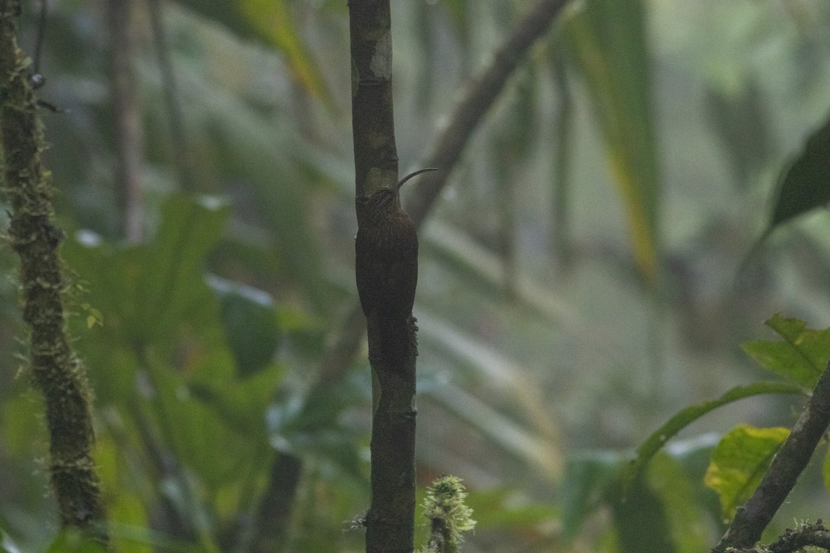 Brown-billed Scythebill - ML647300781
