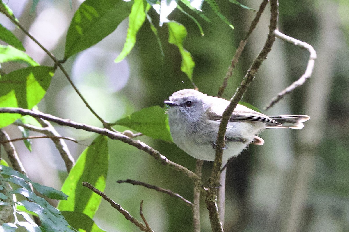 チャイロセンニョムシクイ - ML647300783