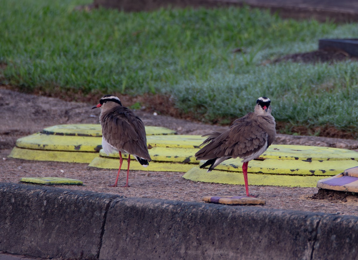 Crowned Lapwing - ML647300785