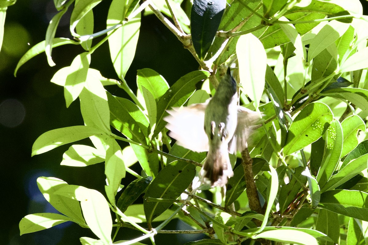 チャイロセンニョムシクイ - ML647300787