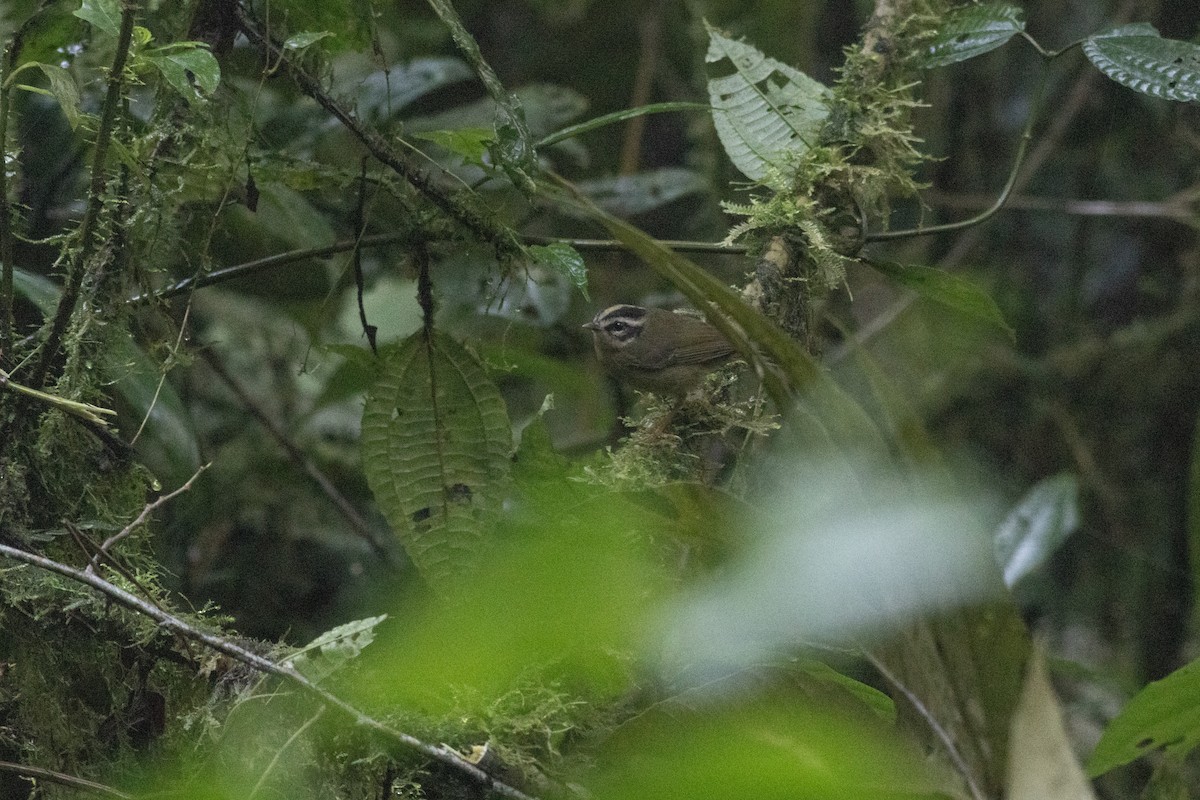 Three-striped Warbler - ML647300788